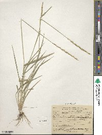 Elymus violaceus image