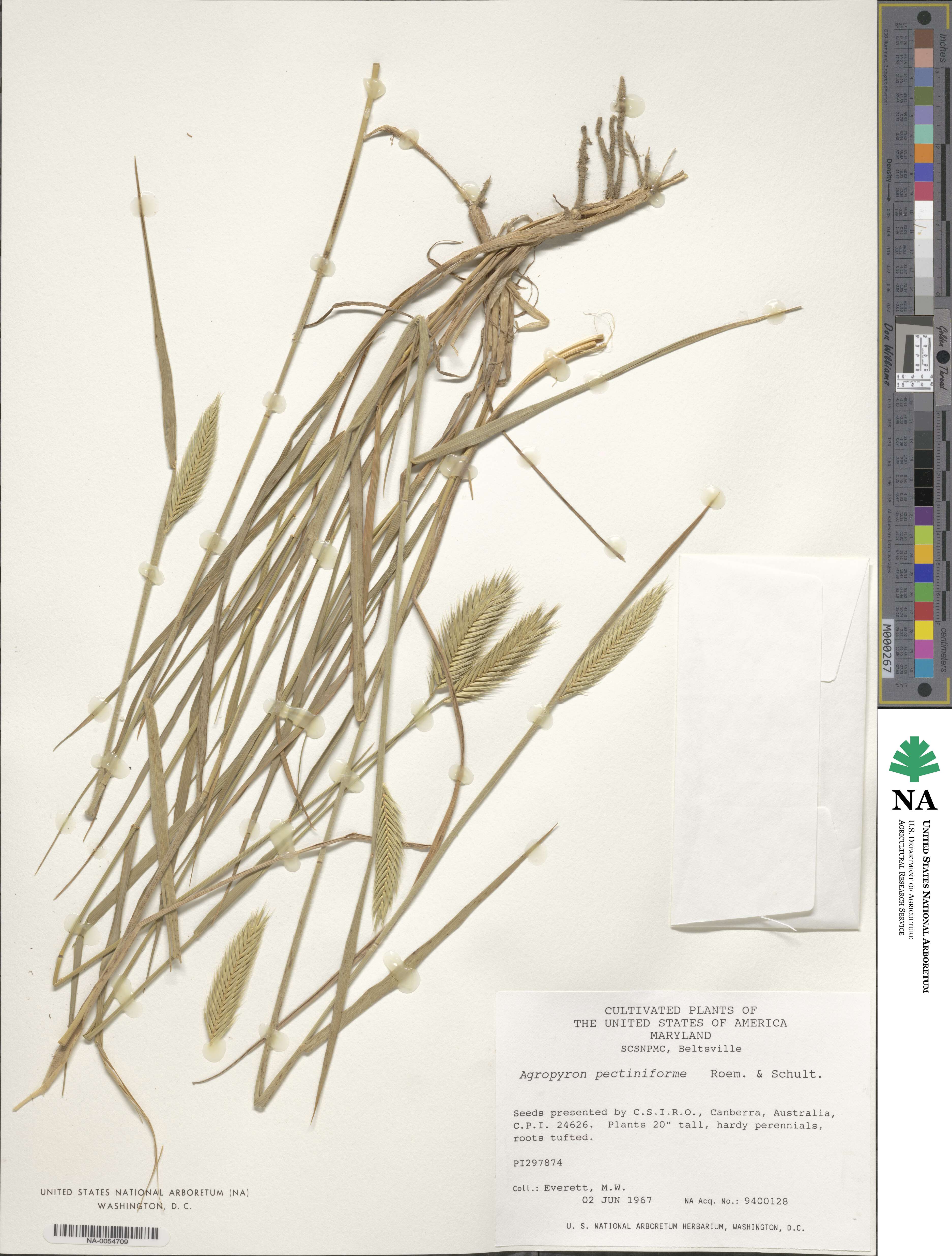 Agropyron cristatum image