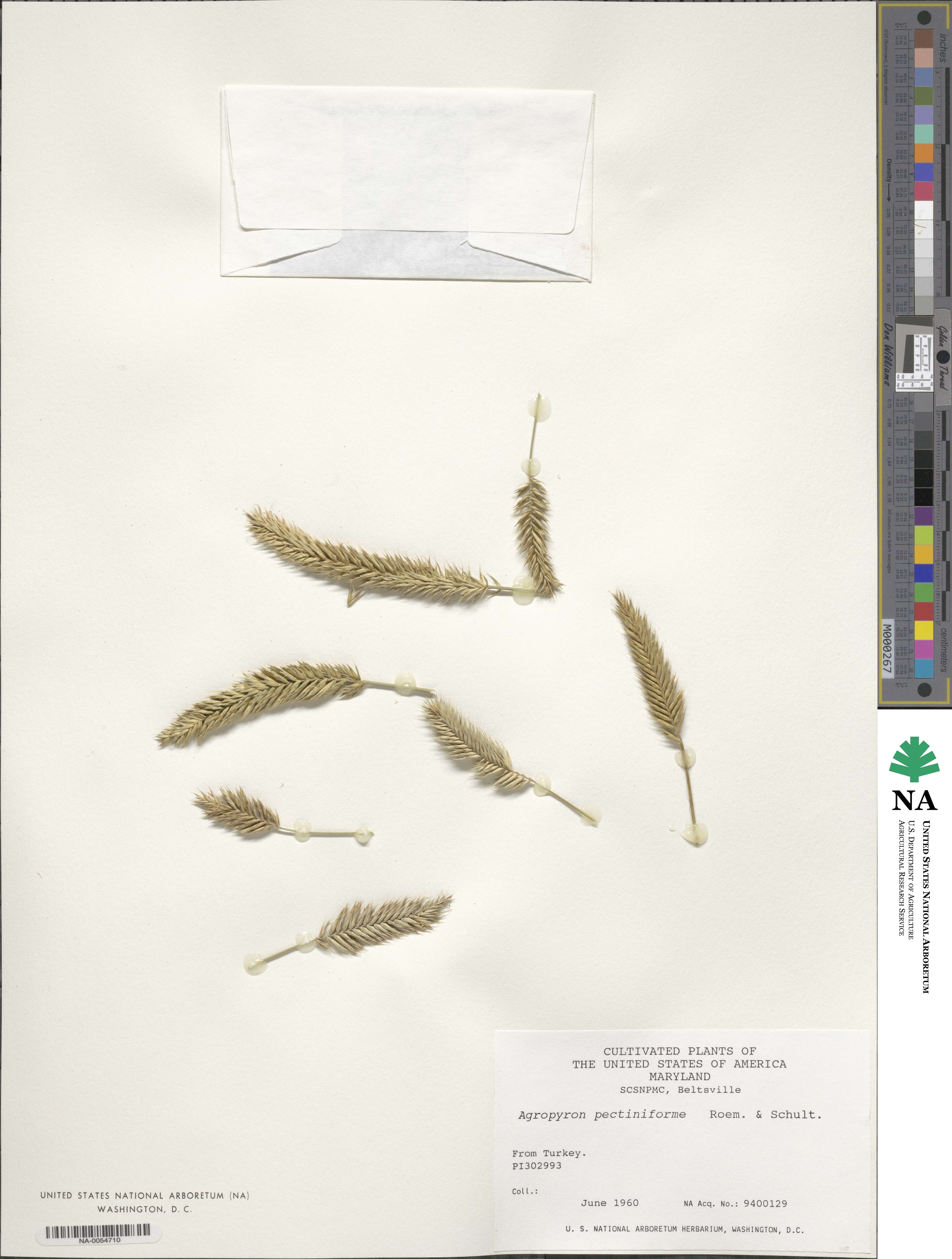 Agropyron cristatum image