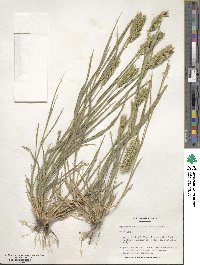 Agropyron cristatum image