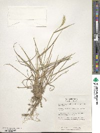 Agropyron cristatum image