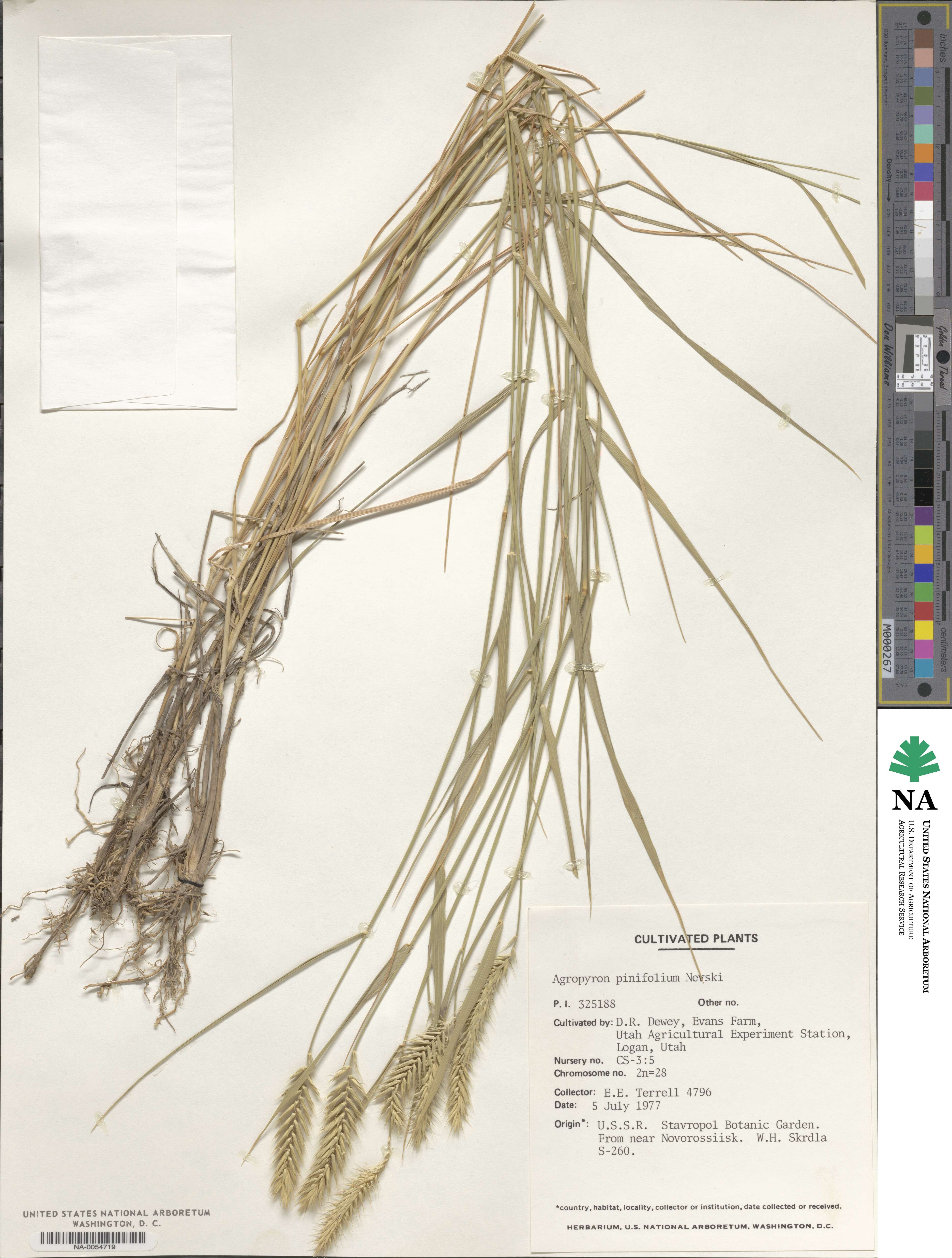 Agropyron cristatum image