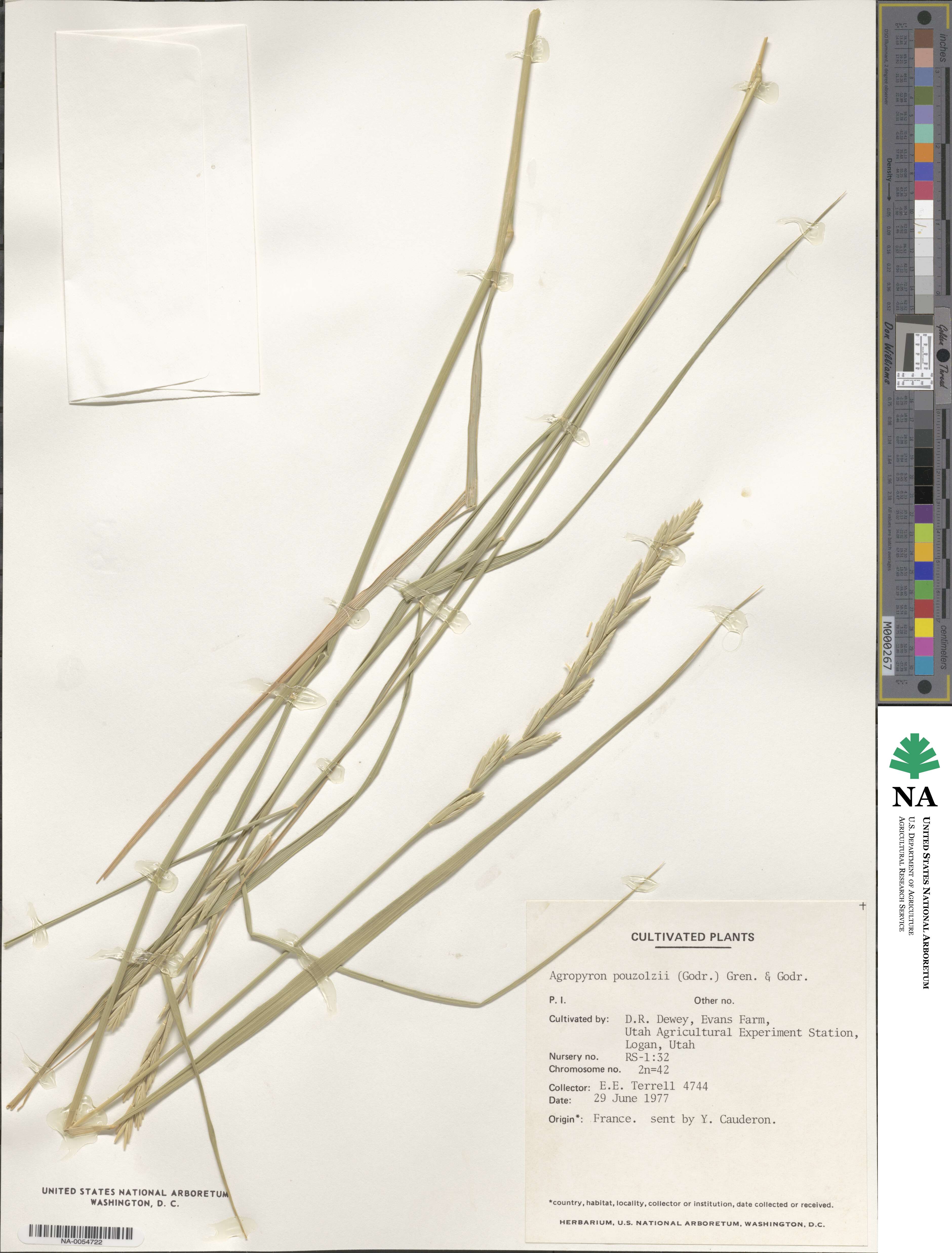 Thinopyrum intermedium subsp. pouzolzii image