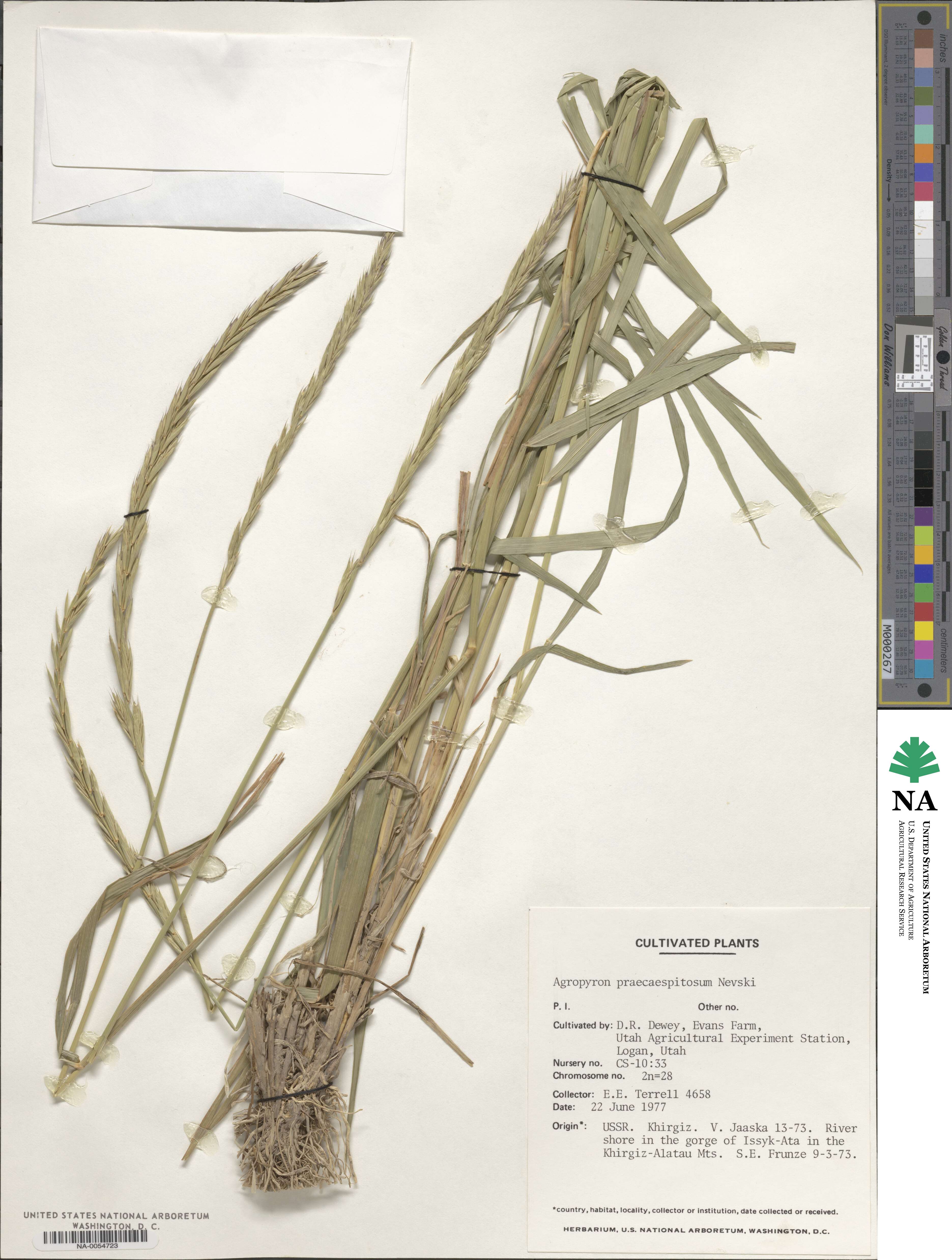 Elymus mutabilis image