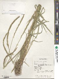 Elymus mutabilis image