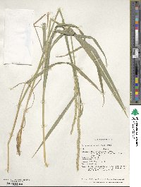 Elymus mutabilis image