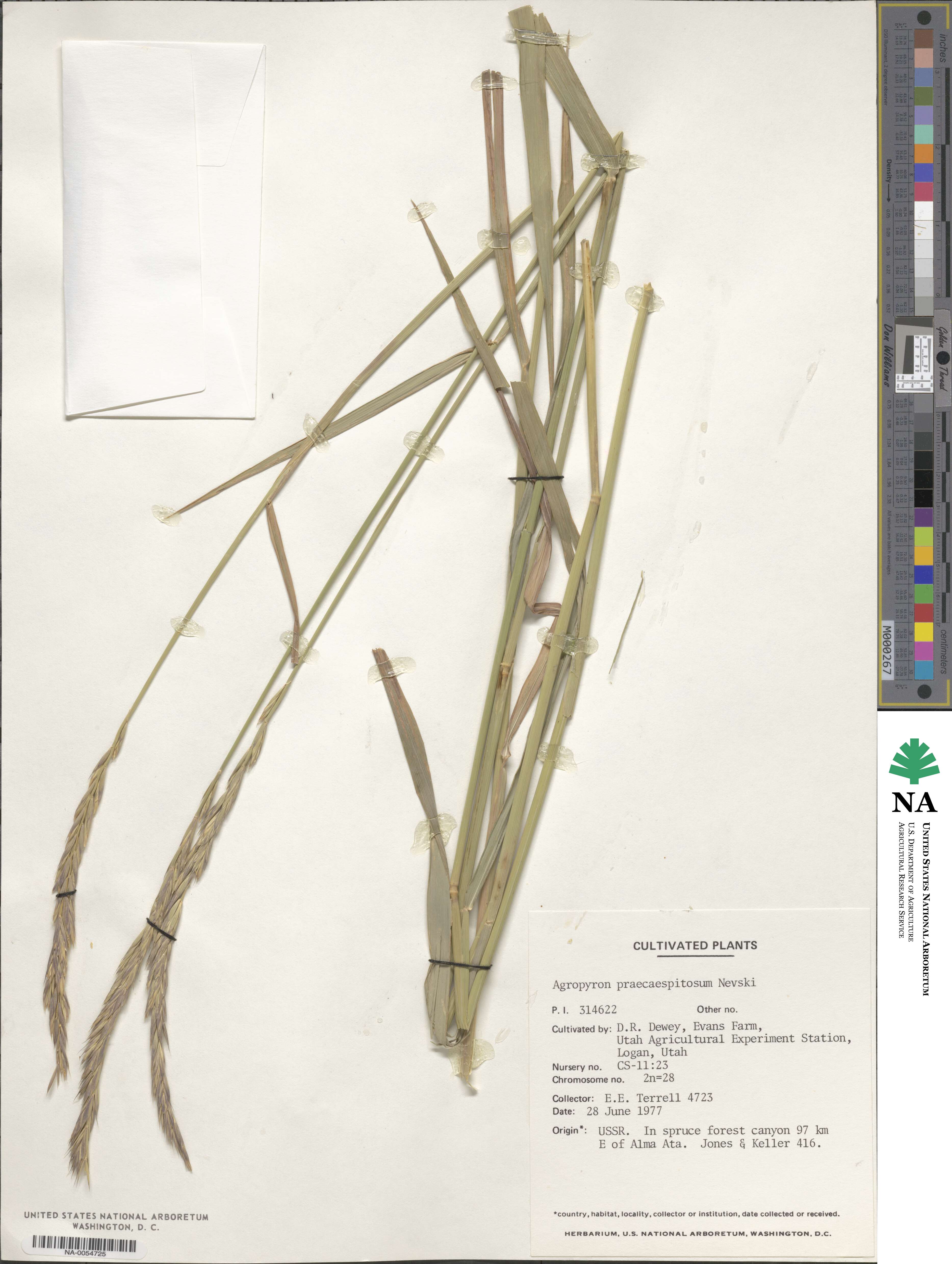 Elymus mutabilis image