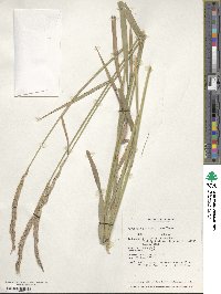 Elymus mutabilis image