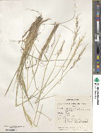 Elymus violaceus image