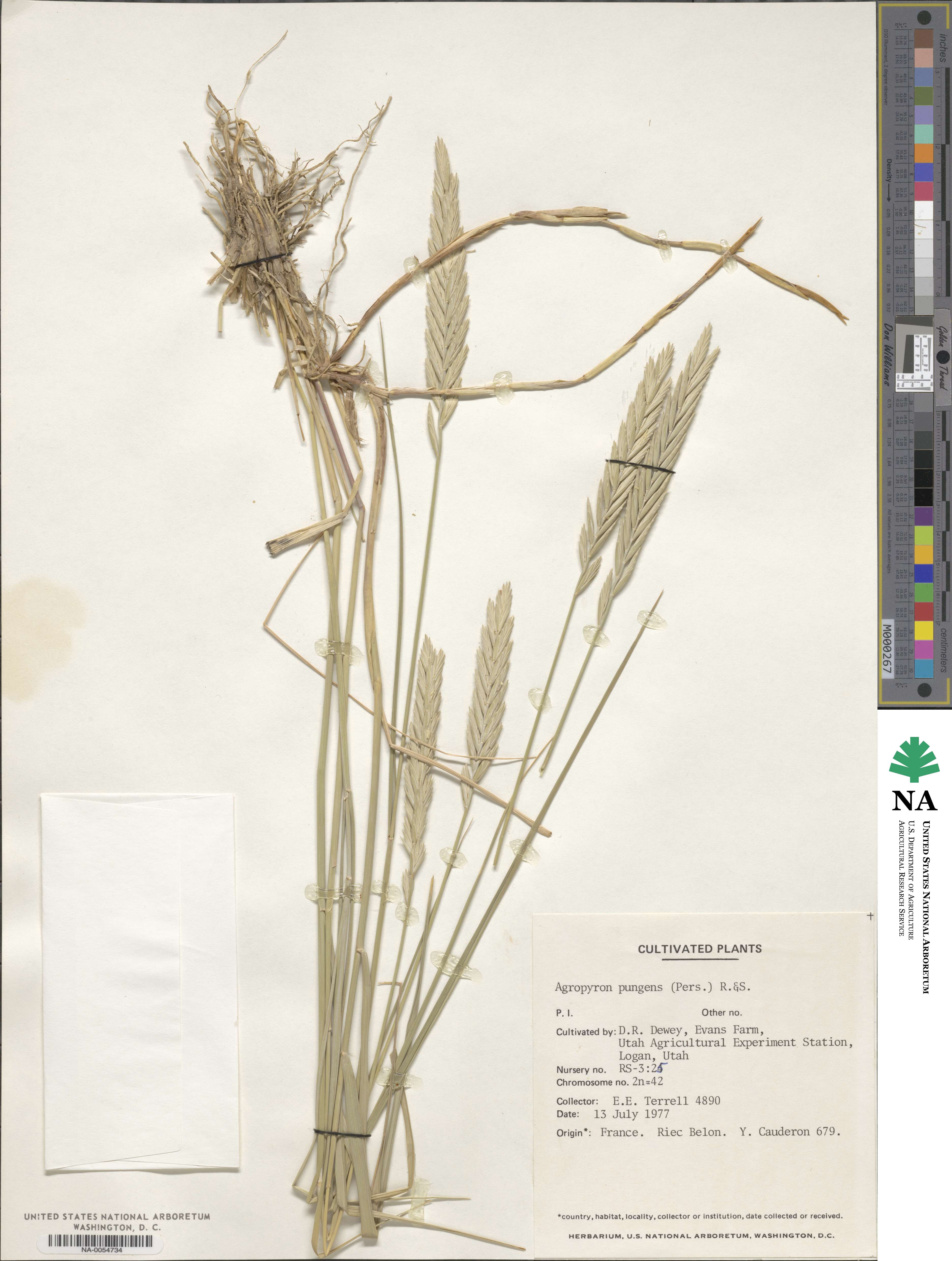 Elymus pungens image