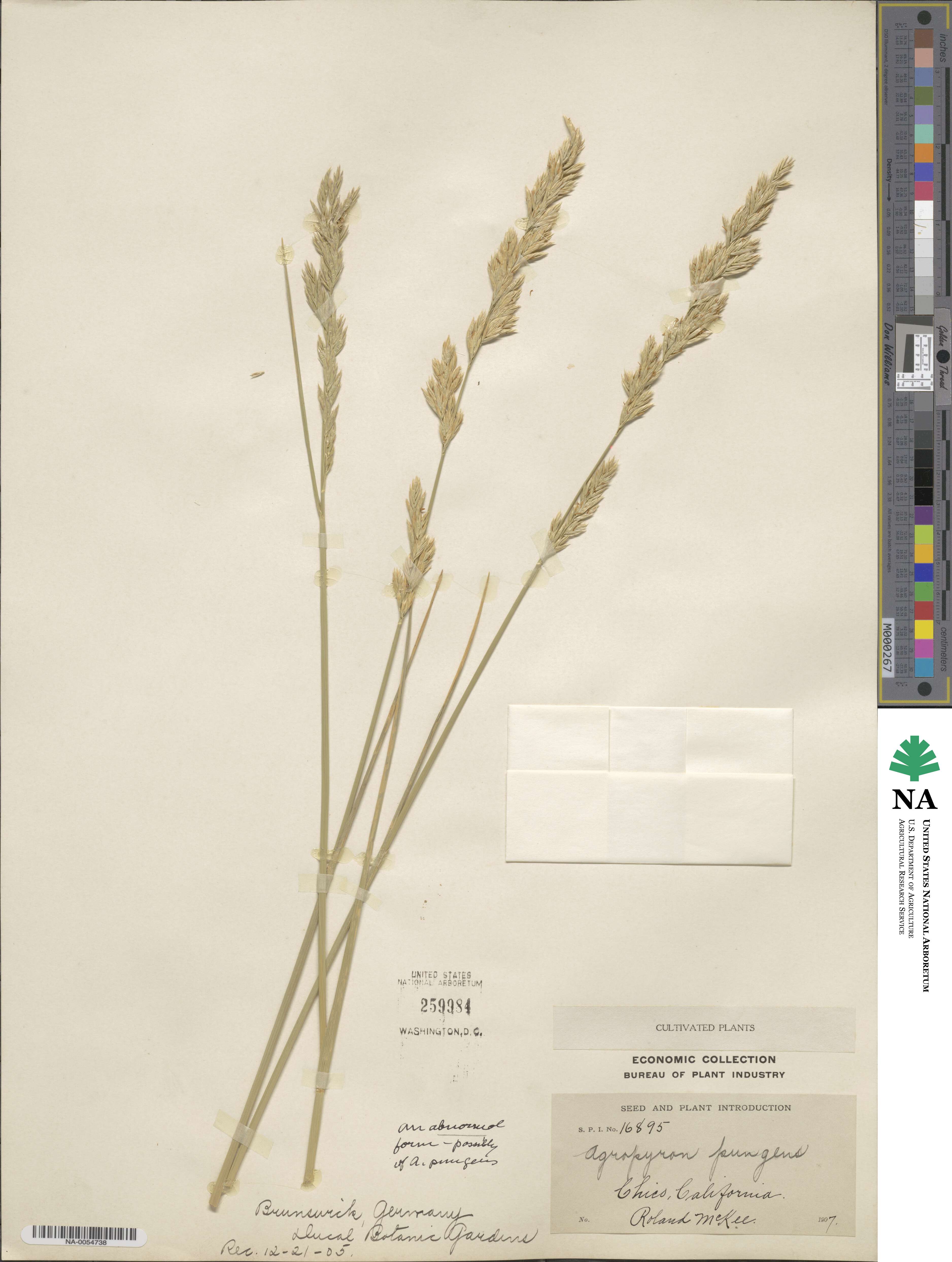 Elymus pungens image