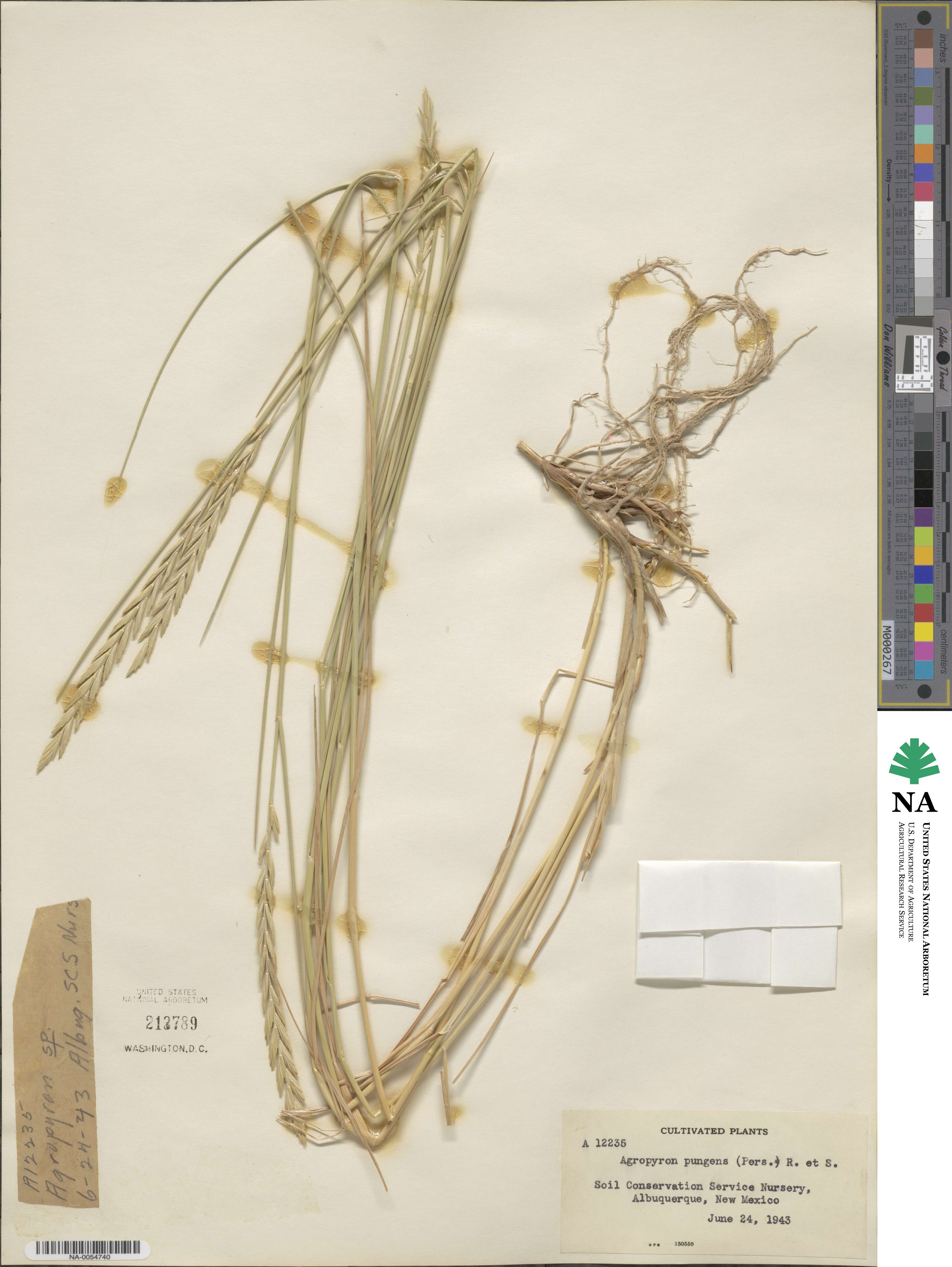 Elymus pungens image