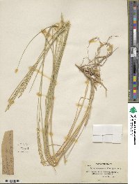 Elymus pungens image