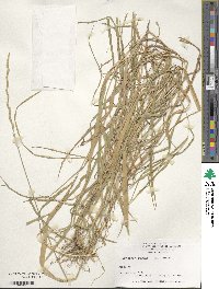 Elymus repens image