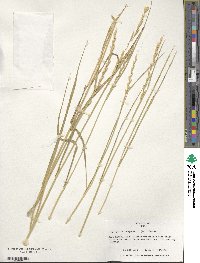 Elymus repens image