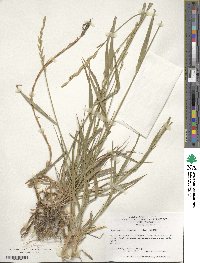 Elymus repens image