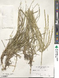 Elymus repens image