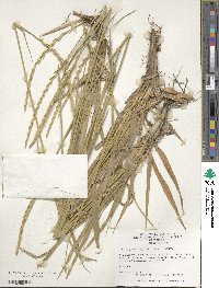 Elymus repens image