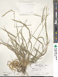 Elymus repens image