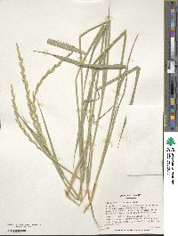 Elymus repens image