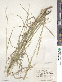 Elymus repens image