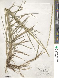 Elymus repens image