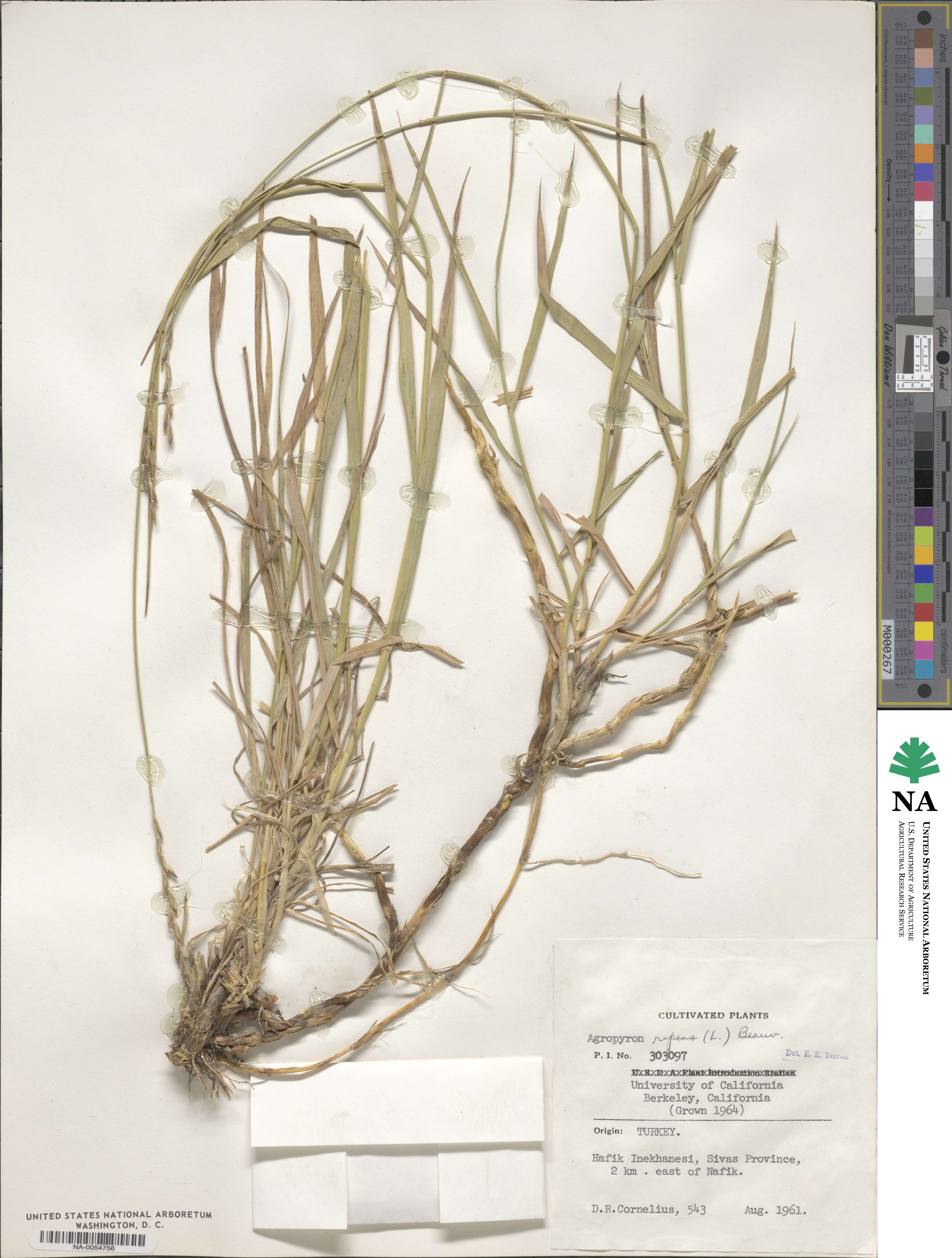 Elymus repens image