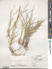 Elymus repens image