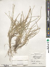 Elymus repens image