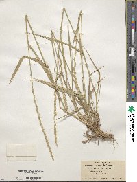 Elymus repens image