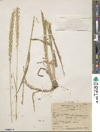 Elymus repens image