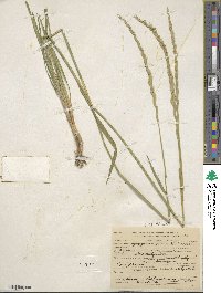 Elymus repens image