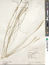 Elymus lanceolatus subsp. riparius image