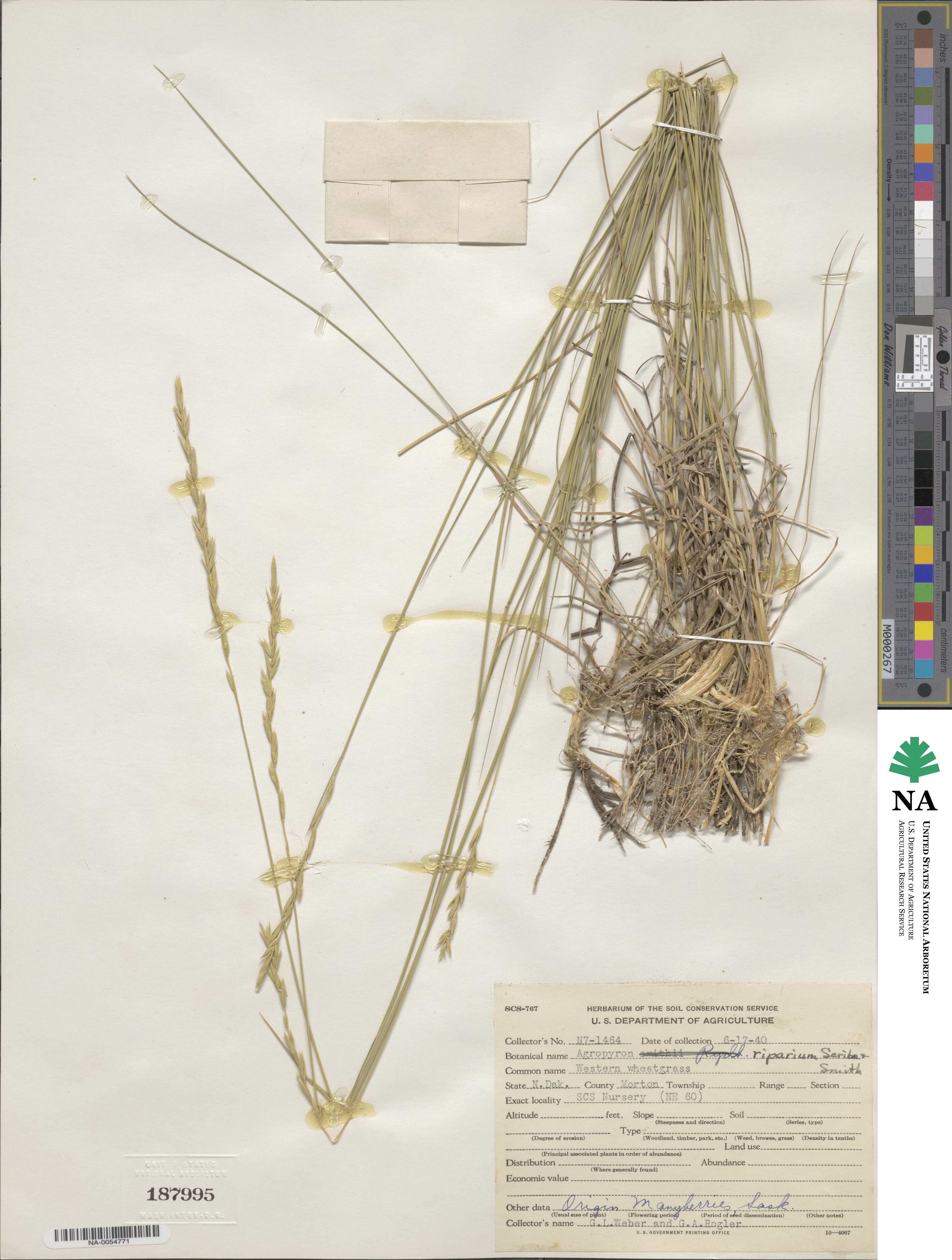 Elymus lanceolatus subsp. riparius image