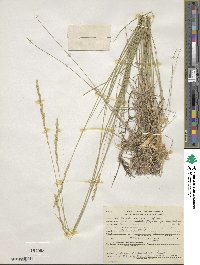 Elymus lanceolatus image