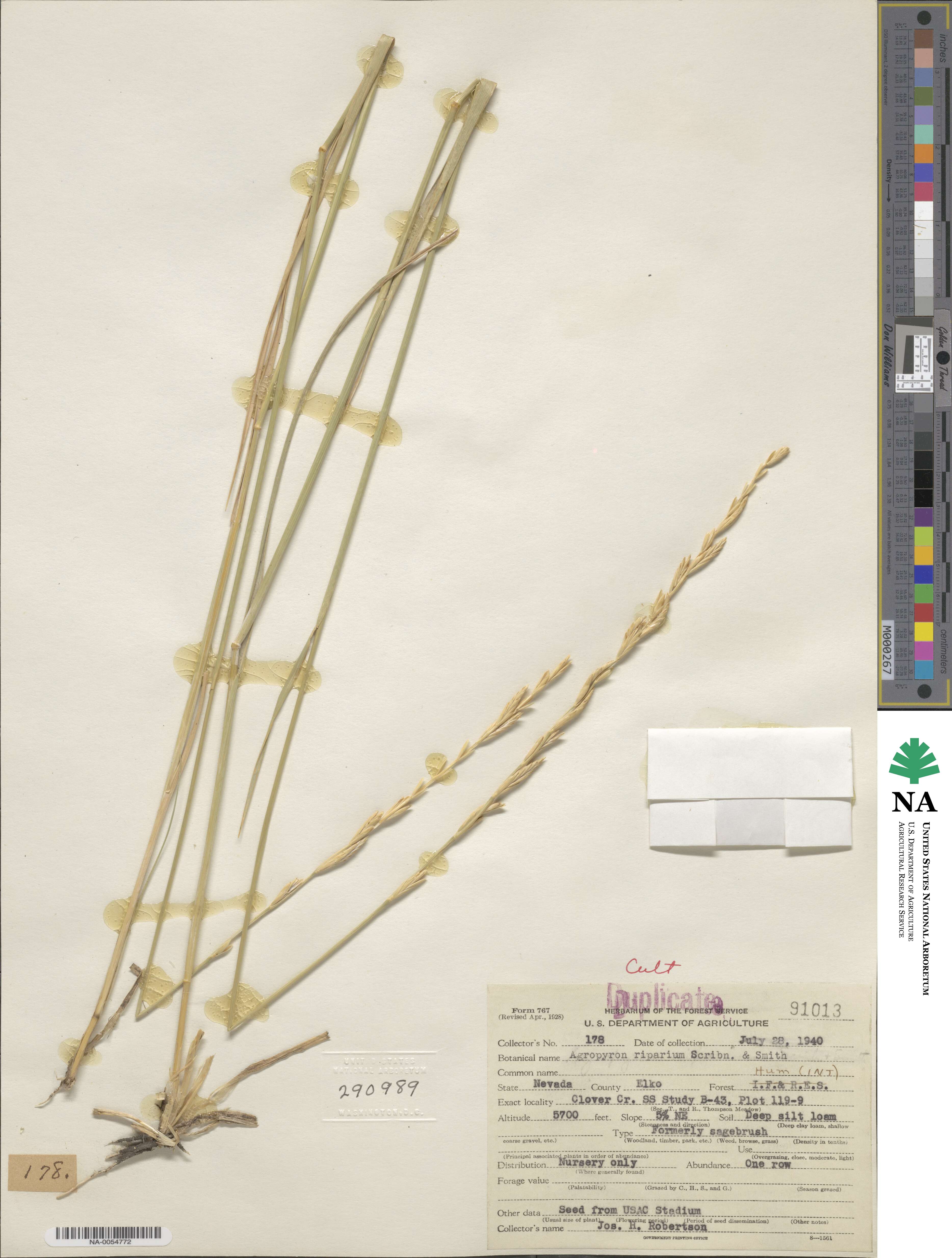 Elymus lanceolatus image