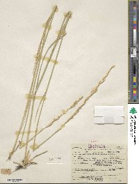 Elymus lanceolatus subsp. riparius image