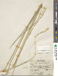 Elymus lanceolatus subsp. riparius image