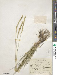 Elymus lanceolatus subsp. riparius image