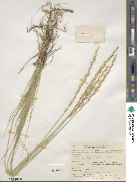 Elymus lanceolatus image