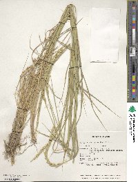 Image of Elymus scabriglumis