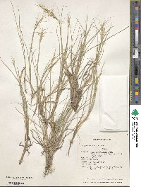 Elymus scribneri image