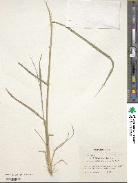 Elymus semicostatus image