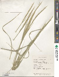 Elymus semicostatus image