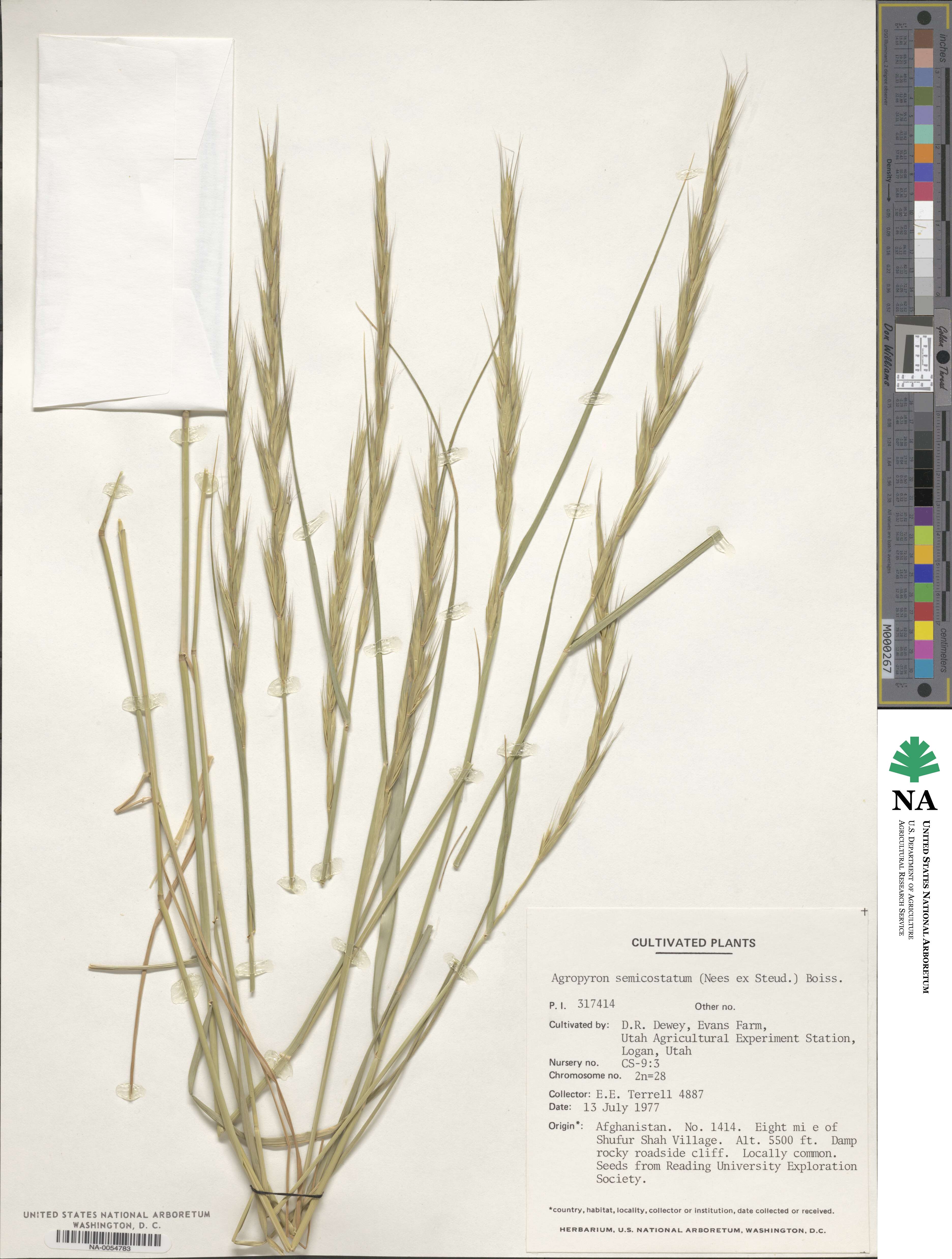 Elymus semicostatus image