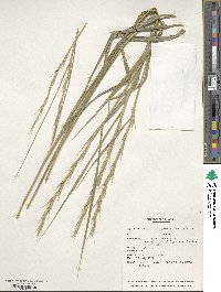 Elymus semicostatus image