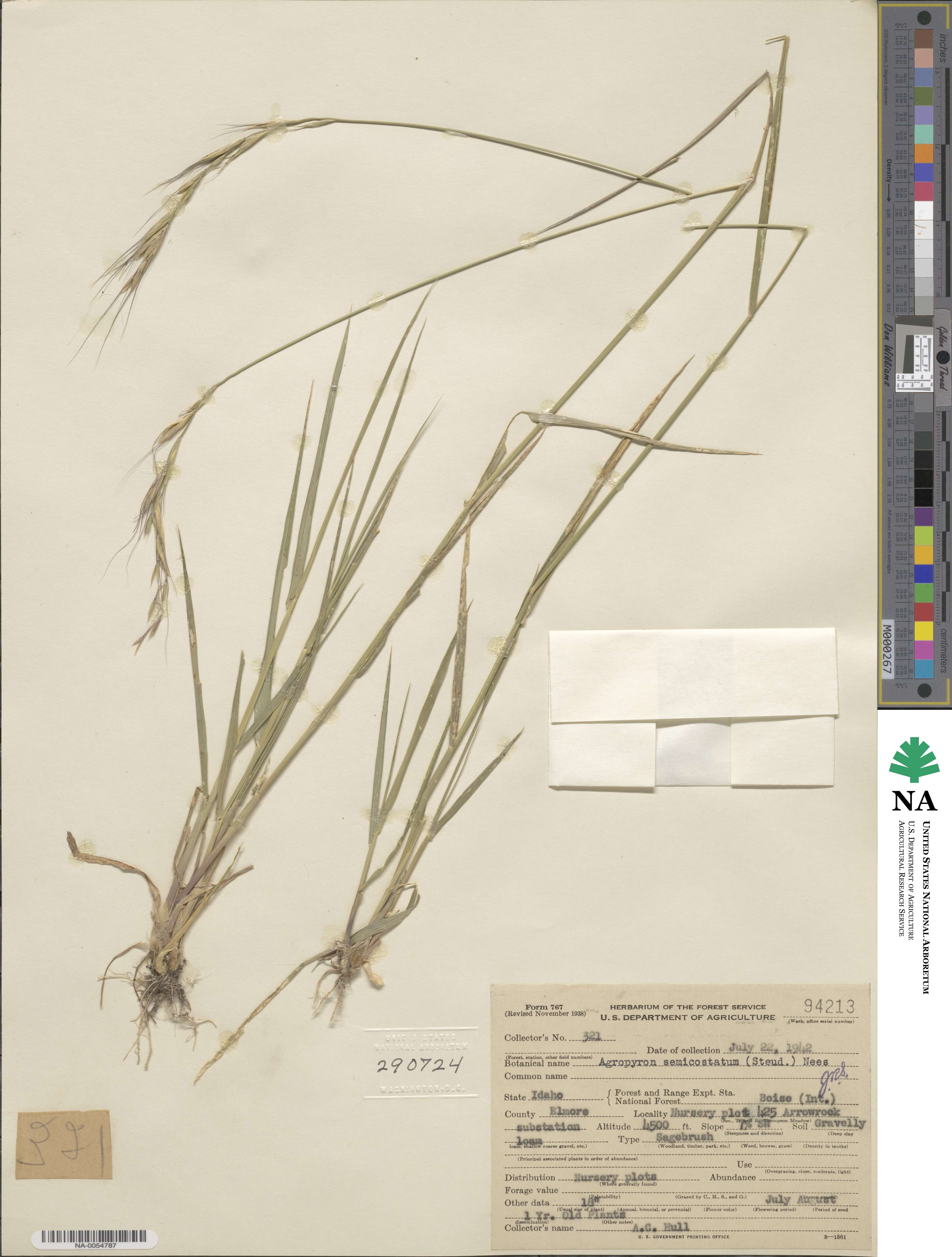 Elymus semicostatus image