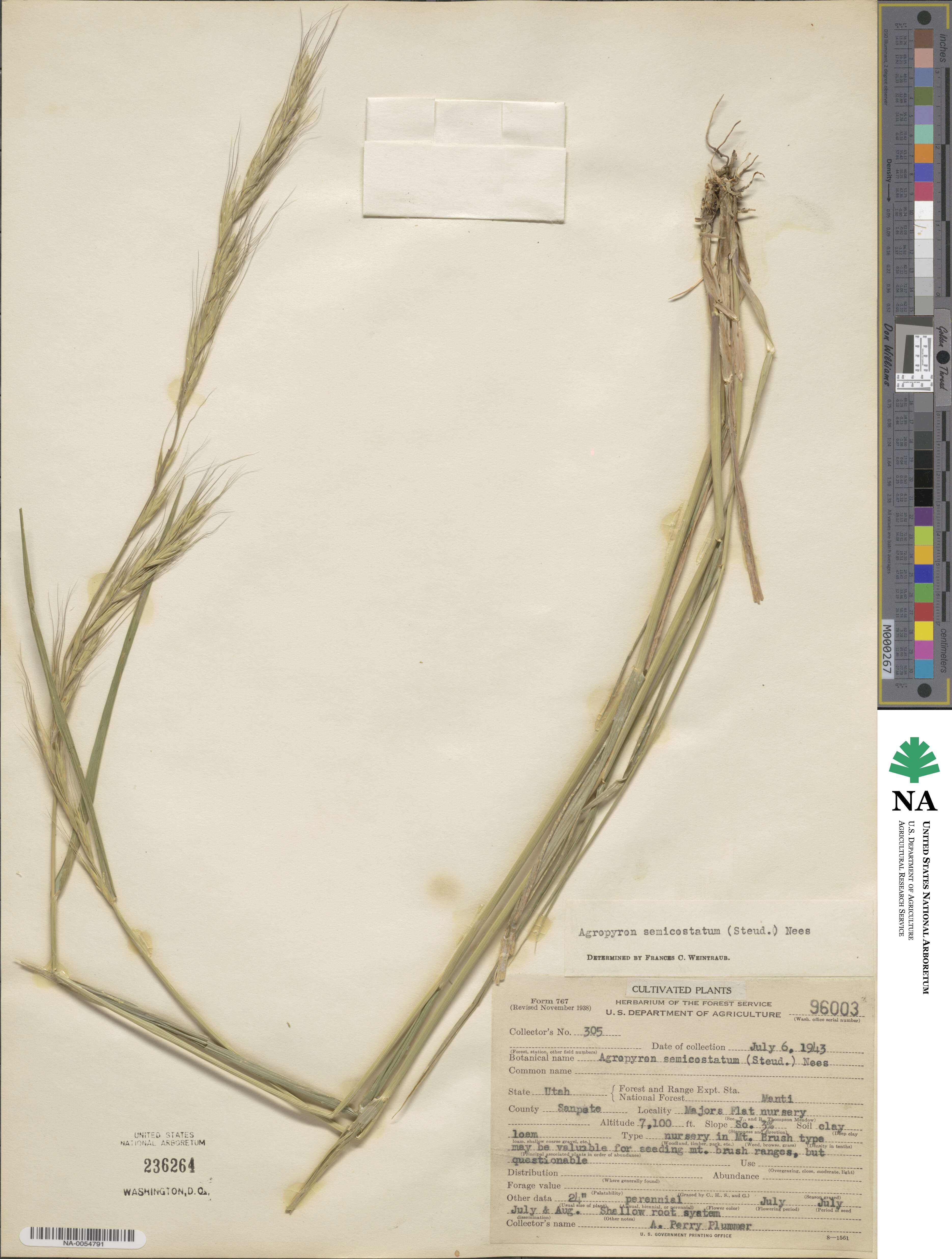 Elymus semicostatus image