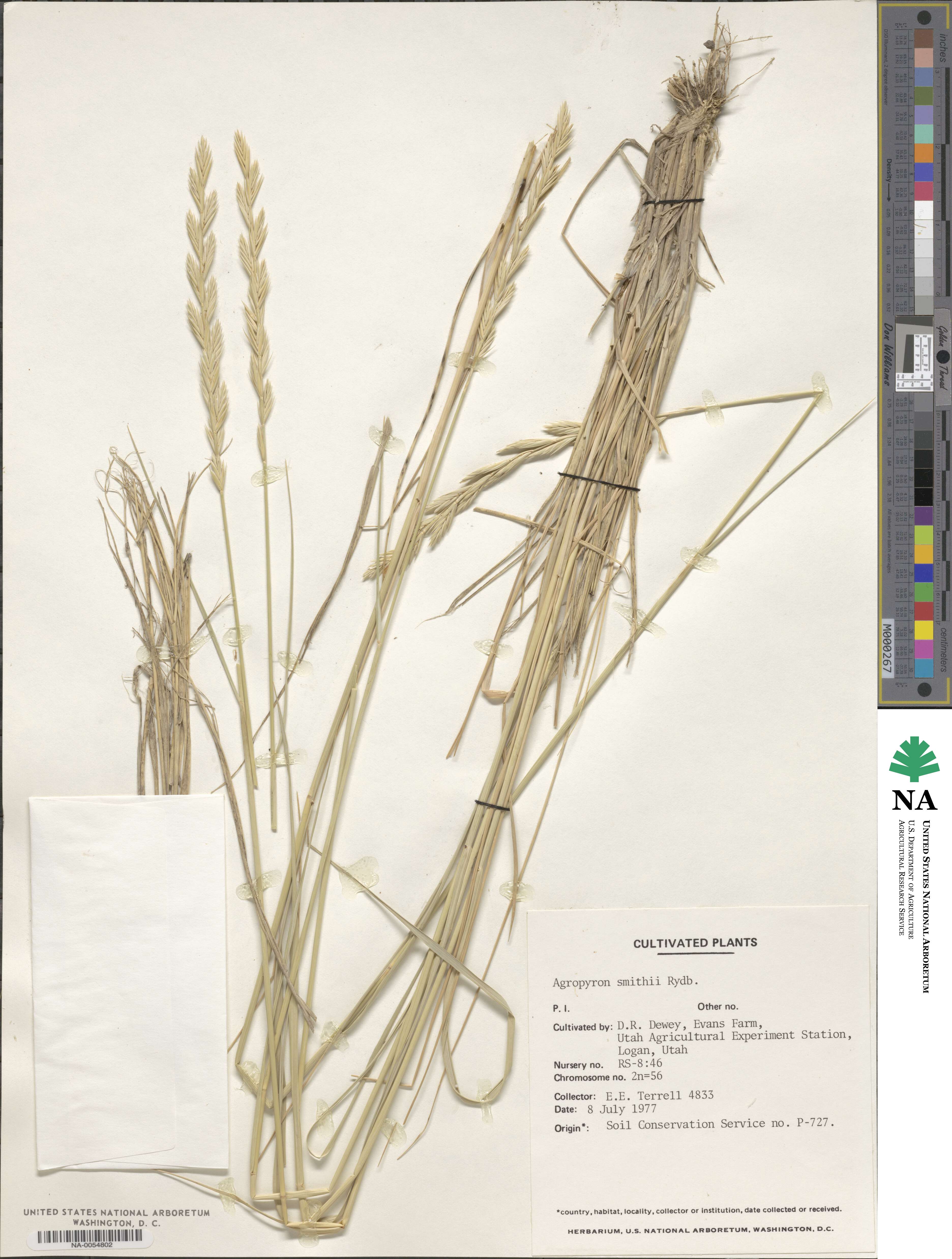 Elymus smithii image