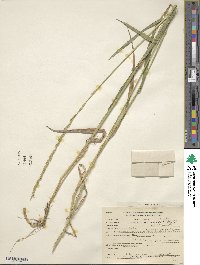 Elymus smithii image